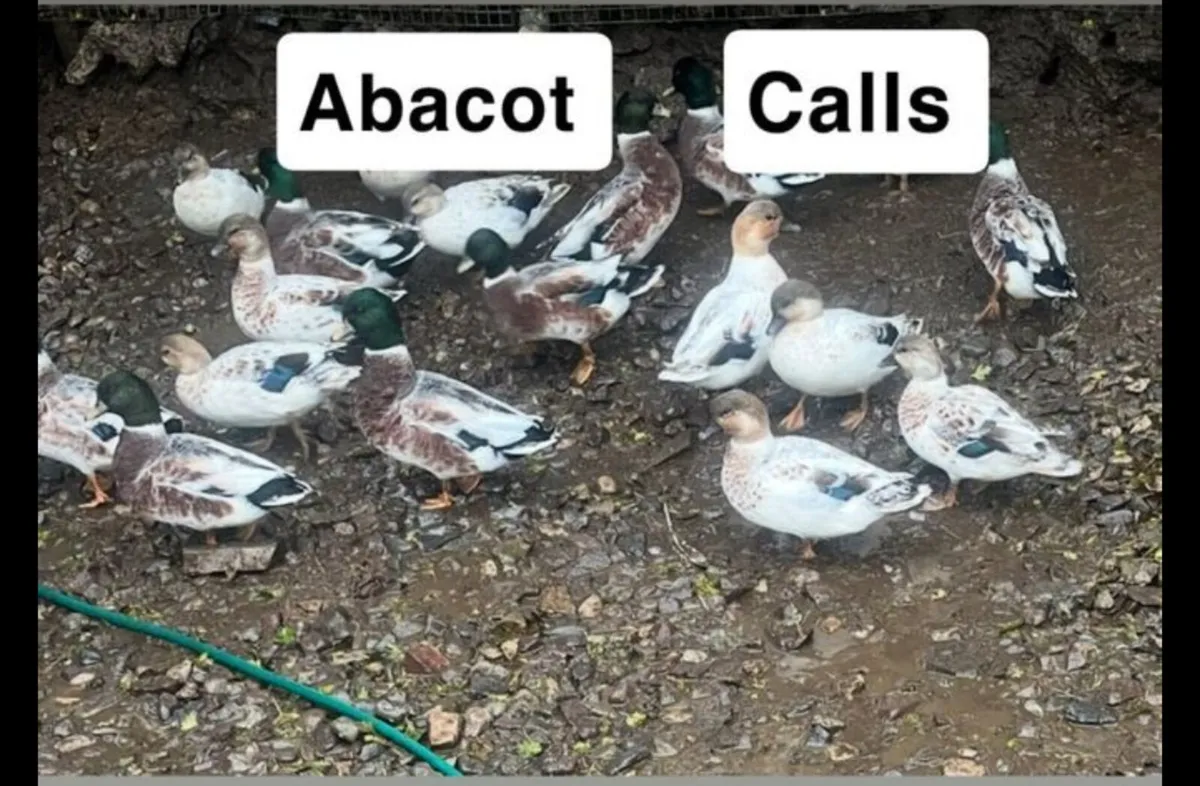 Breeding Abacot call ducks. Perfect Christmas gift
