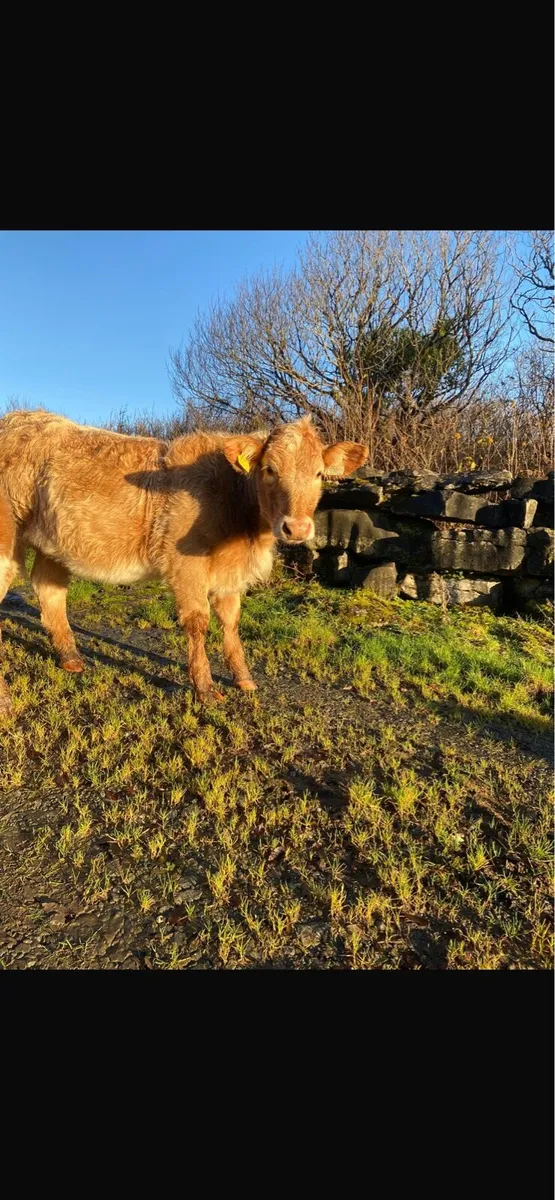 Organic weanlings - Image 1
