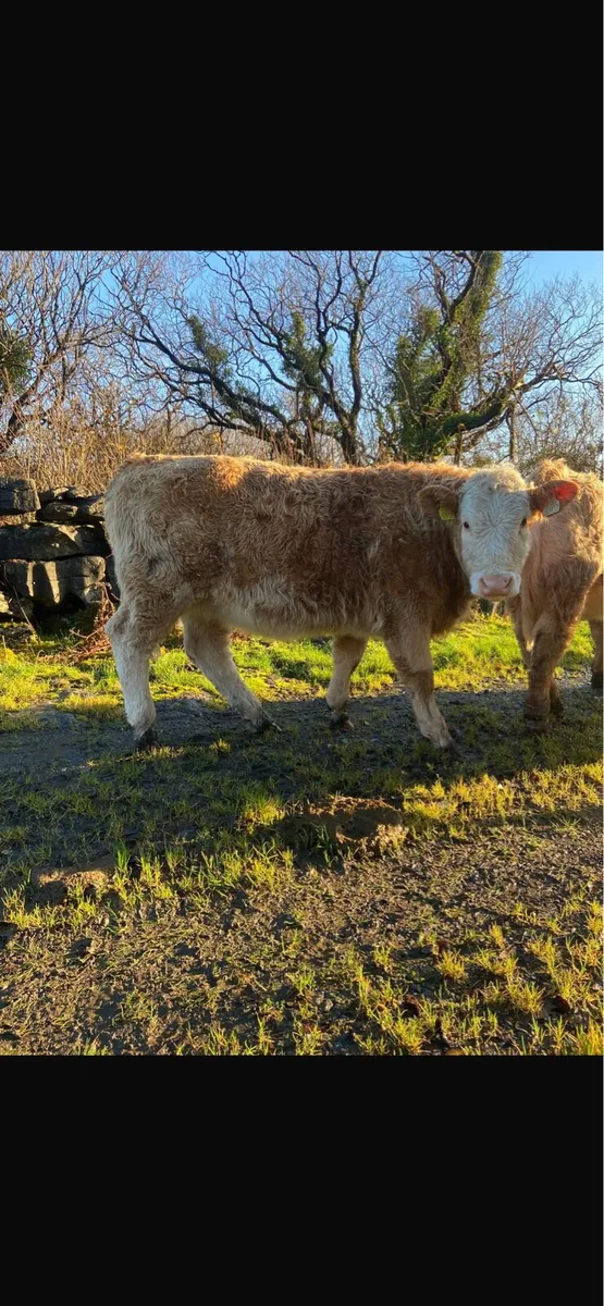 Organic weanlings - Image 2