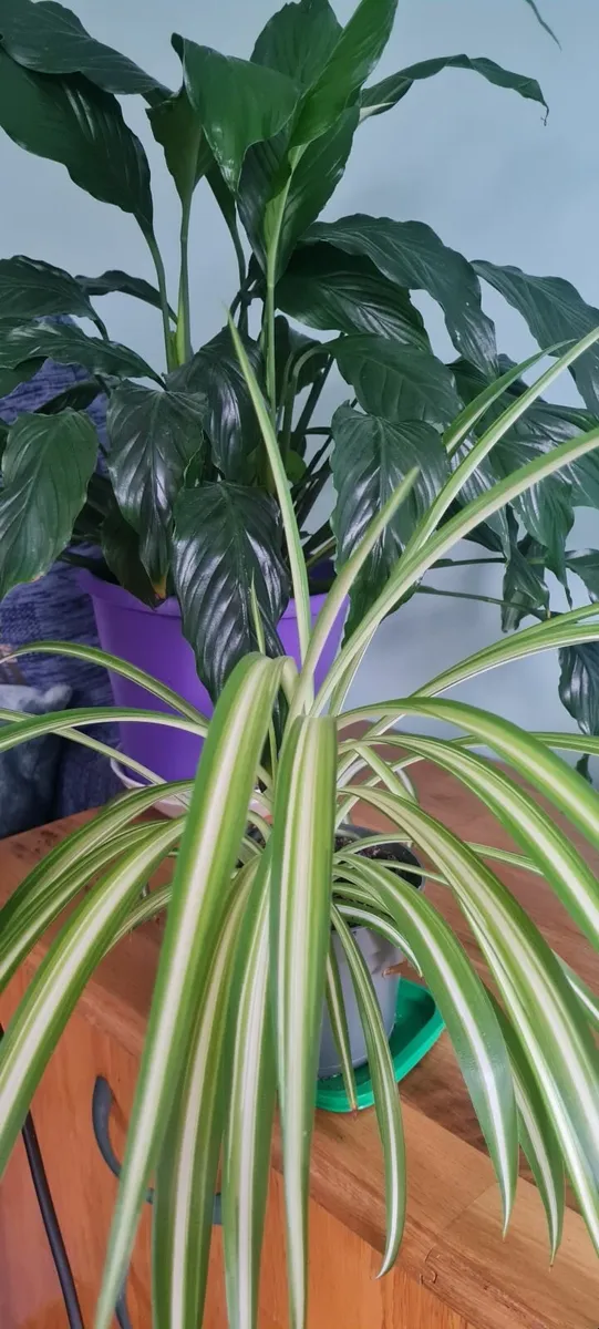 Spider plant