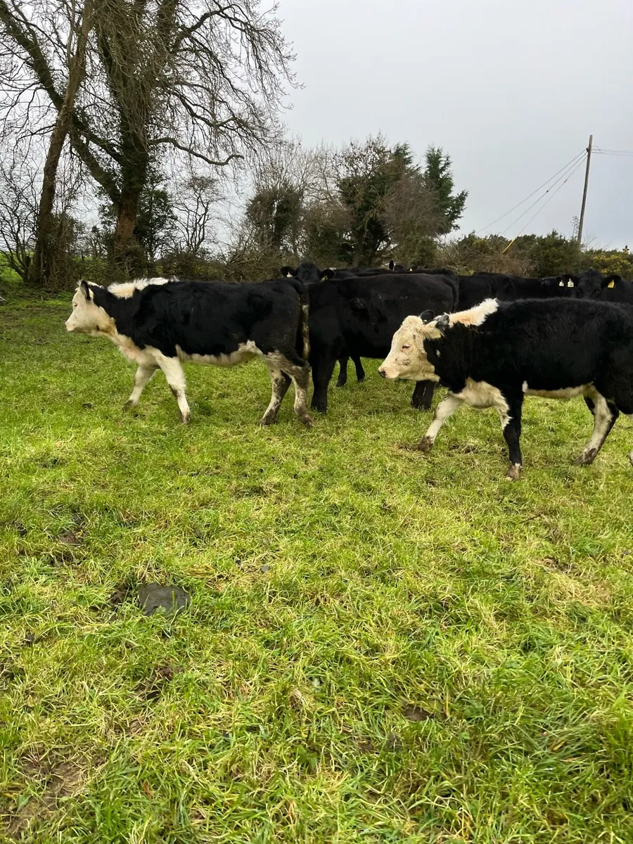 8 heifers - Image 1
