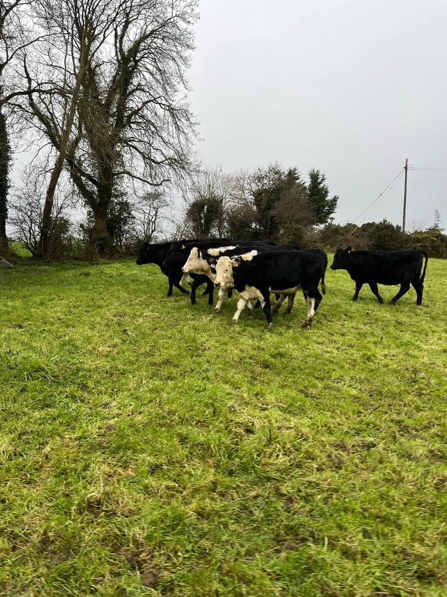 8 heifers - Image 2