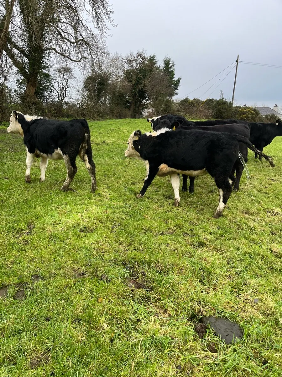 8 heifers - Image 3