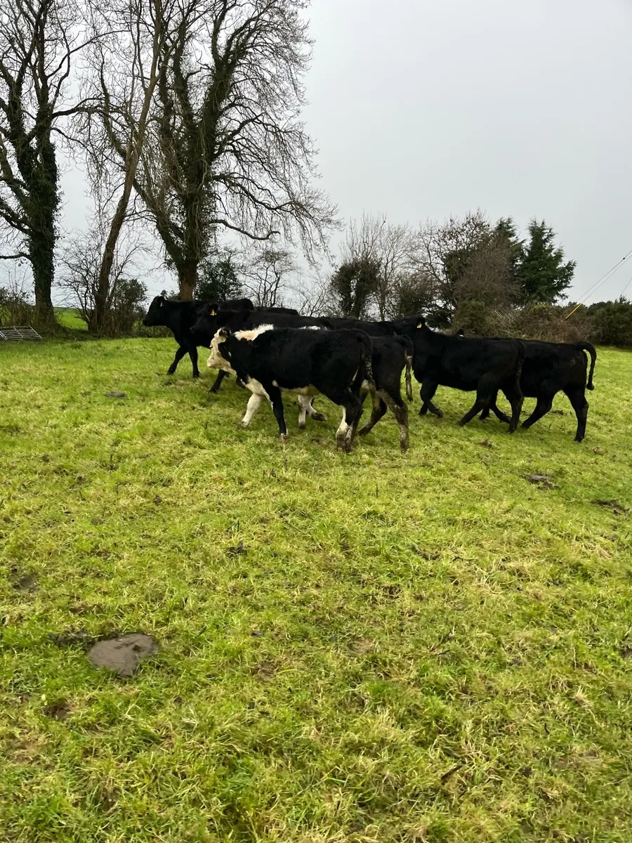 8 heifers - Image 4