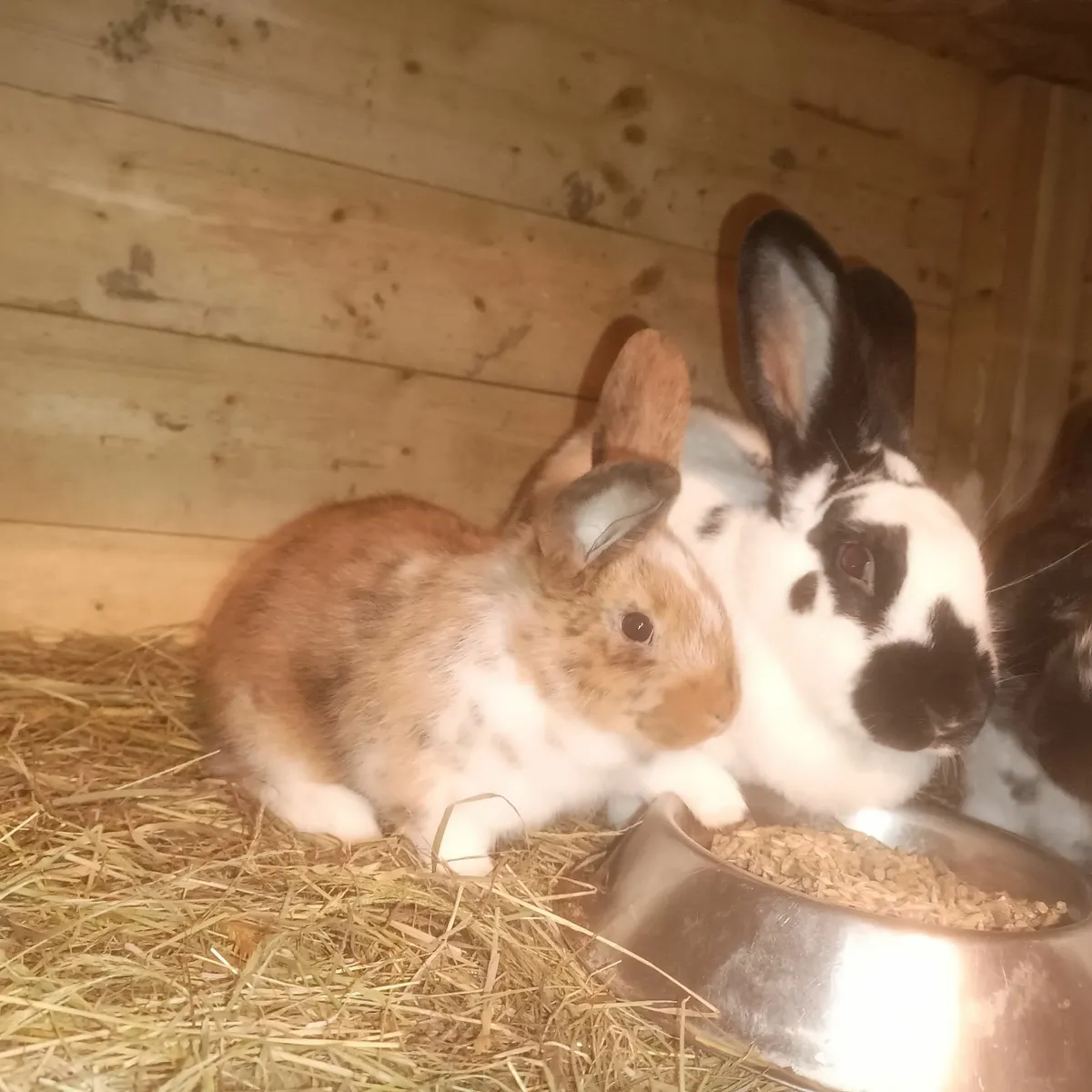 Pure bred New Zealand rabbits - Image 3