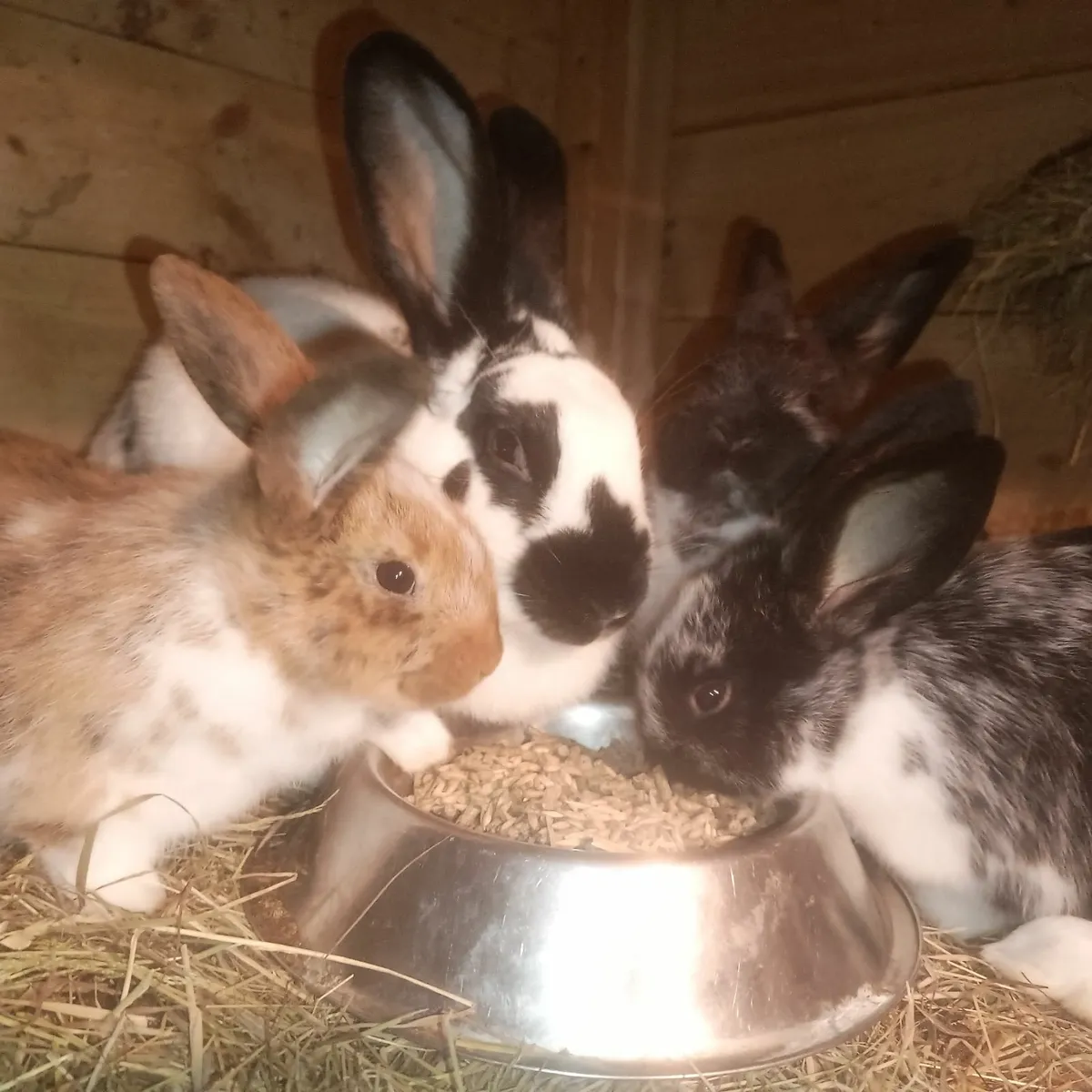 Pure bred New Zealand rabbits - Image 4