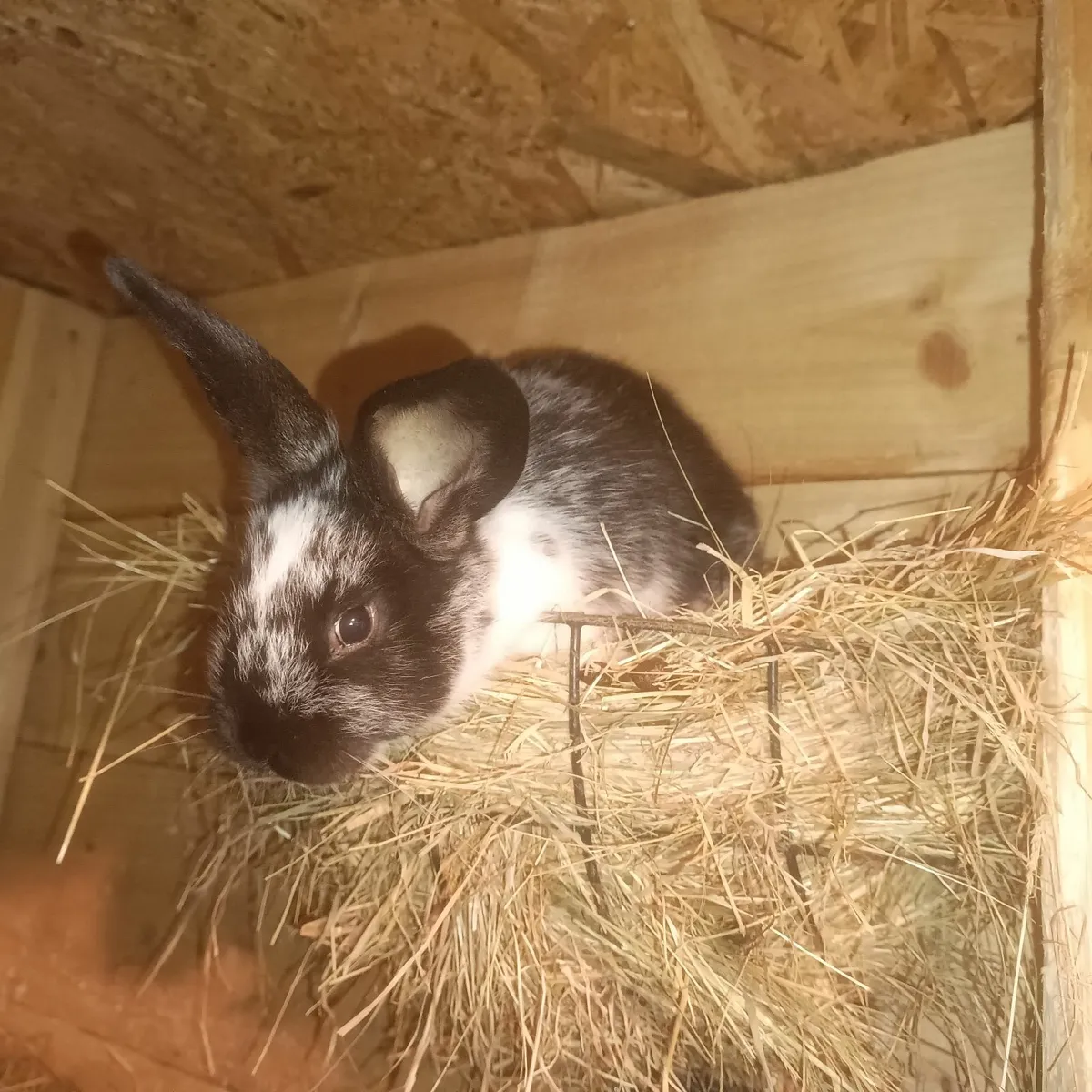 Pure bred New Zealand rabbits - Image 1