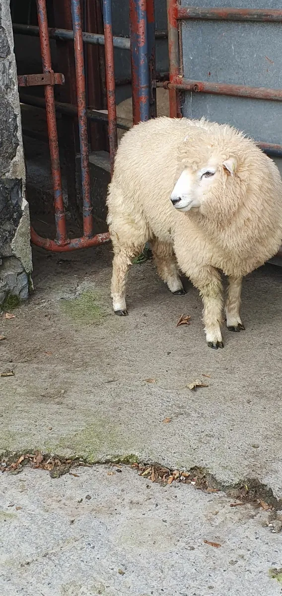 Galway Ram Lamb - Image 2