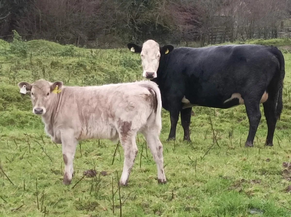 2 cows with calves at foot - Image 1