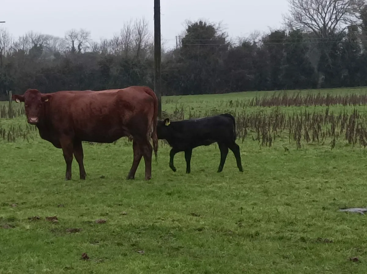 2 cows with calves at foot - Image 2