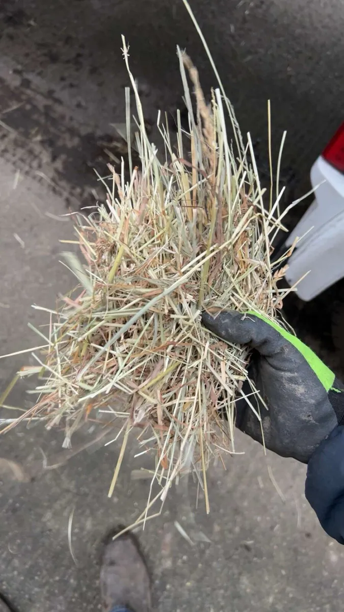 Hay and straw - Image 2