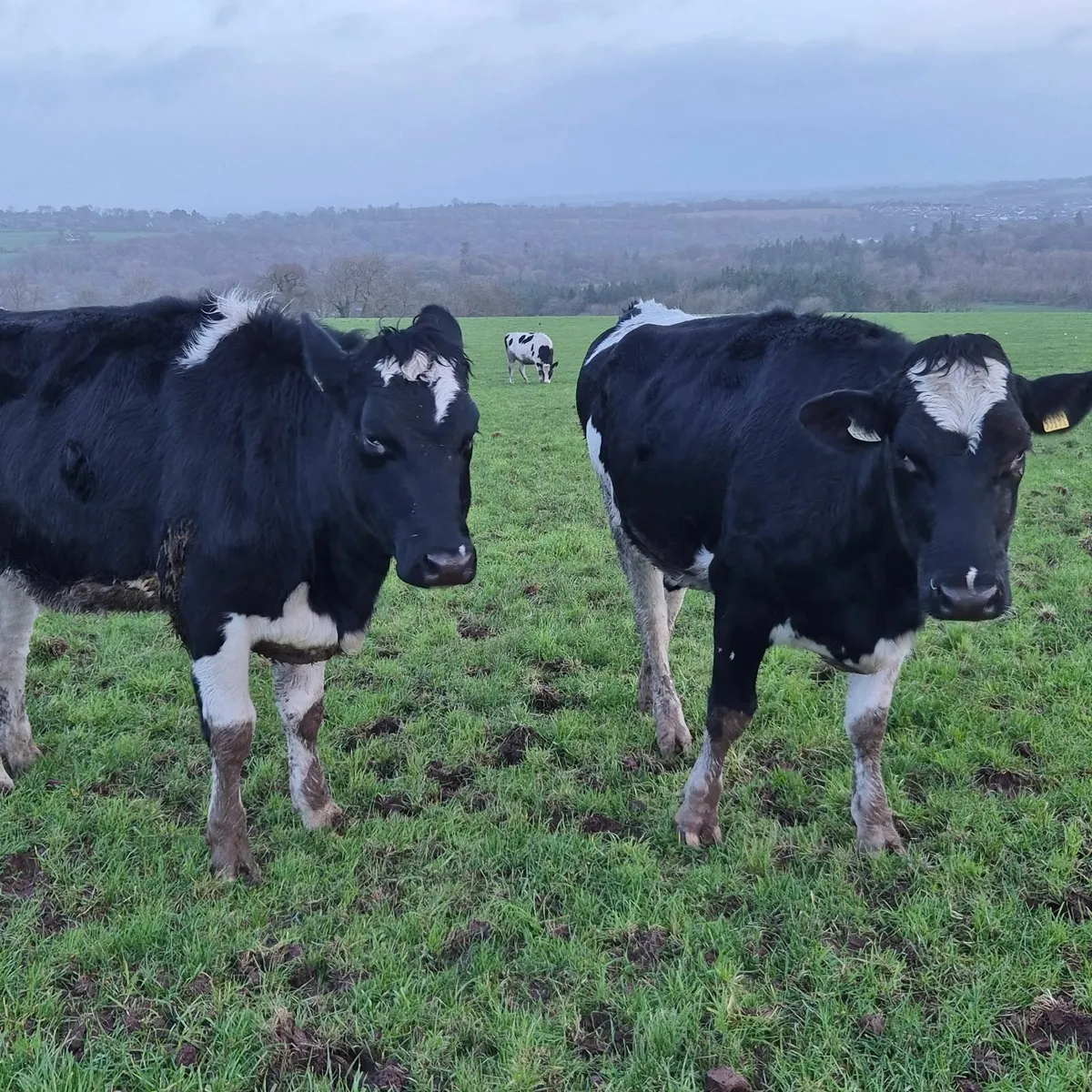 Incalf Fresian heifers - Image 3