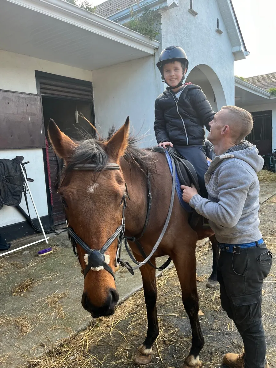 14.2 gelding - Image 1