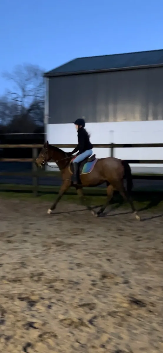 14.2 gelding - Image 2