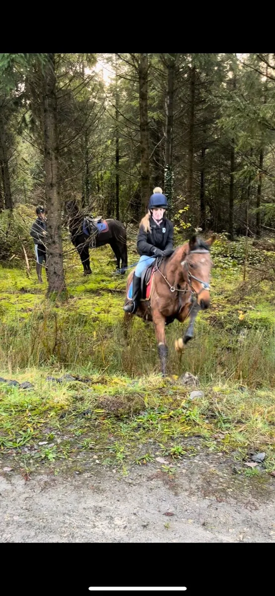 14.2 gelding - Image 3