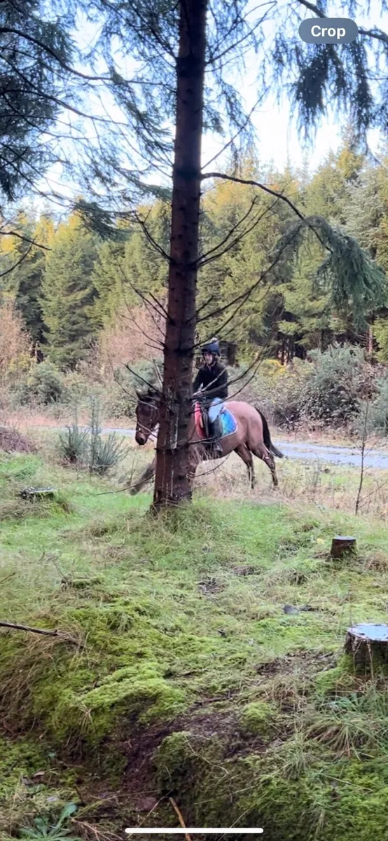 14.2 gelding - Image 4