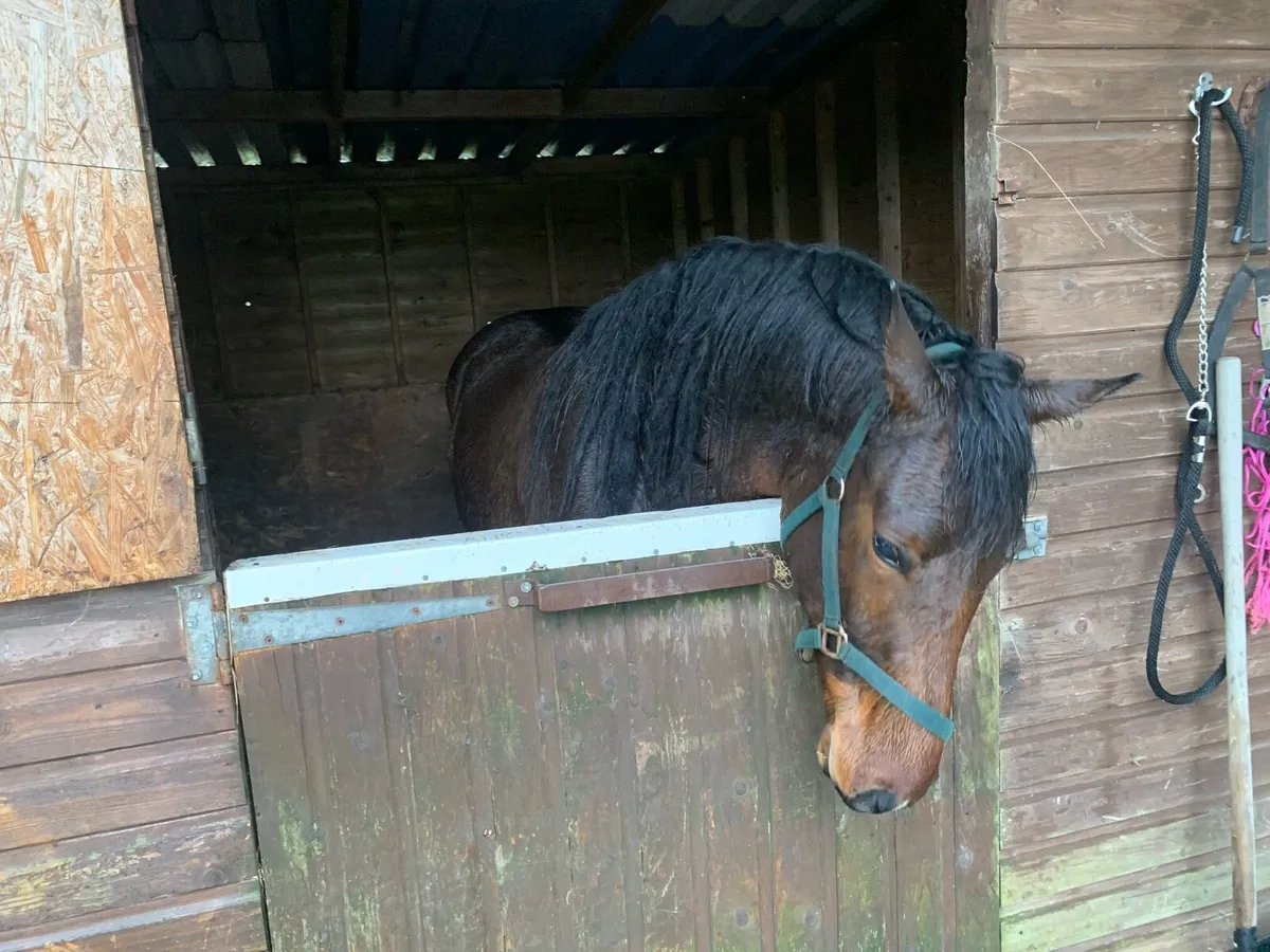 Filly and gelding 2 years old - Image 1