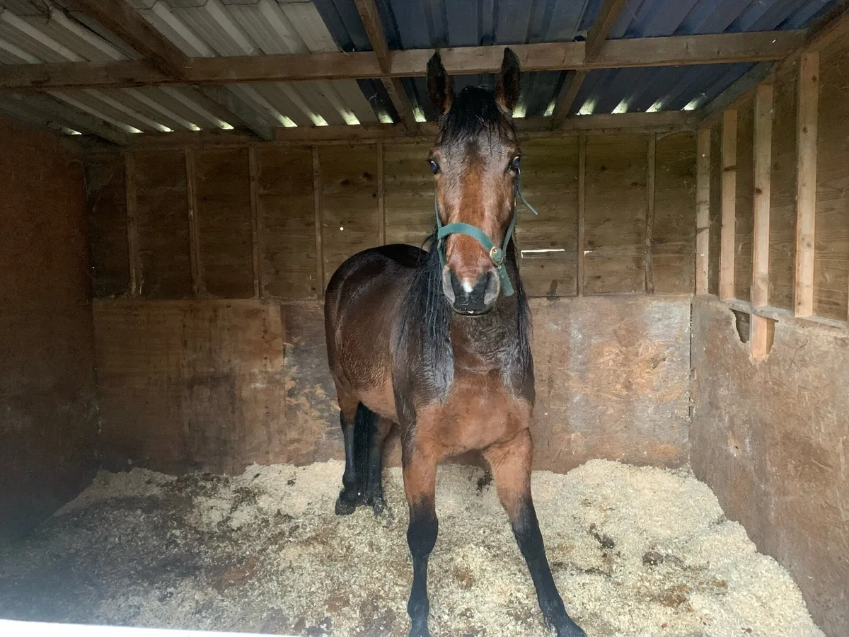 Filly and gelding 2 years old - Image 2