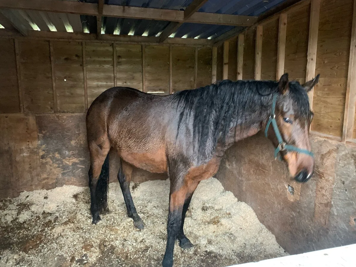 Filly and gelding 2 years old - Image 3