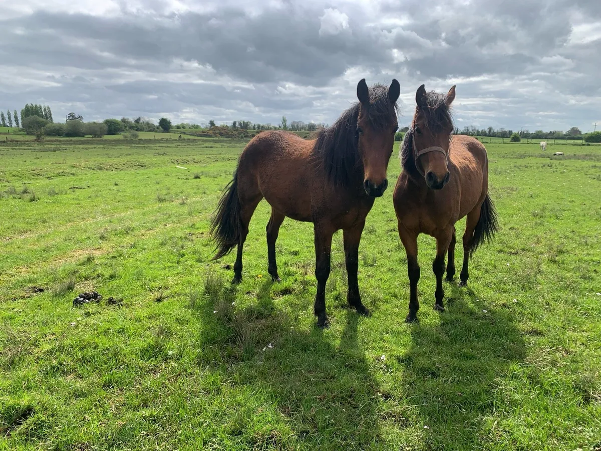Filly and gelding 2 years old - Image 4