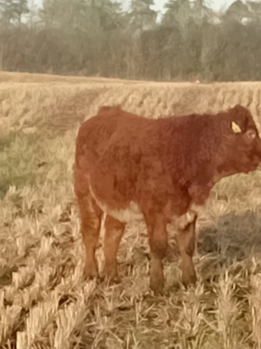 Cattle - Image 1