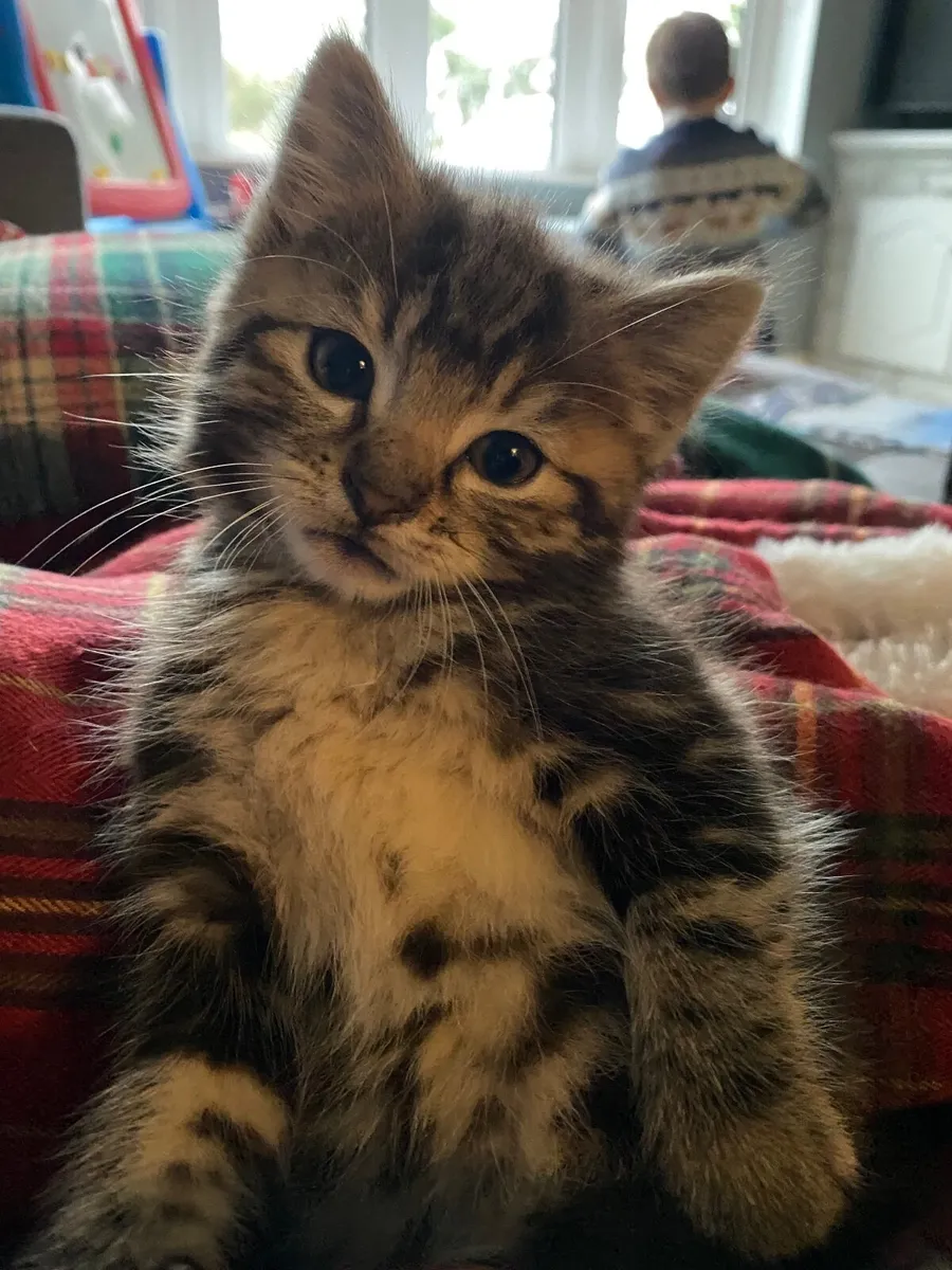 Kitten