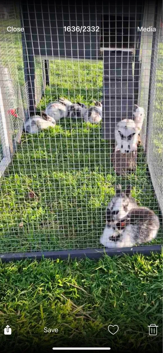 Baby rabbits - Image 2