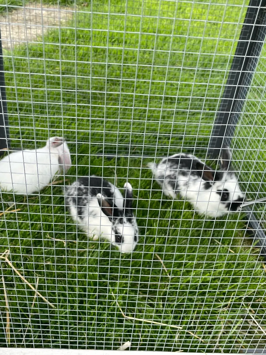Baby rabbits - Image 3