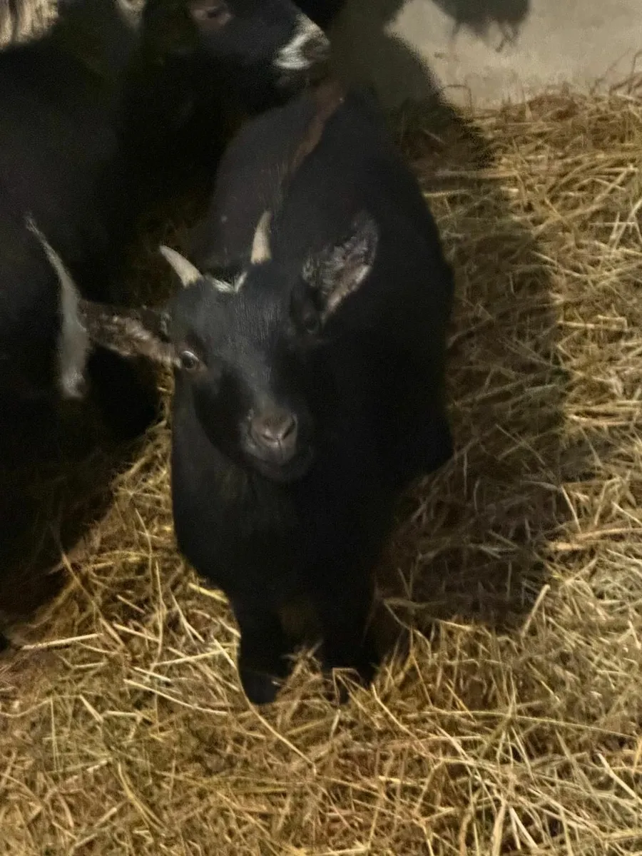 Miniature Pygmy Goat - Image 2