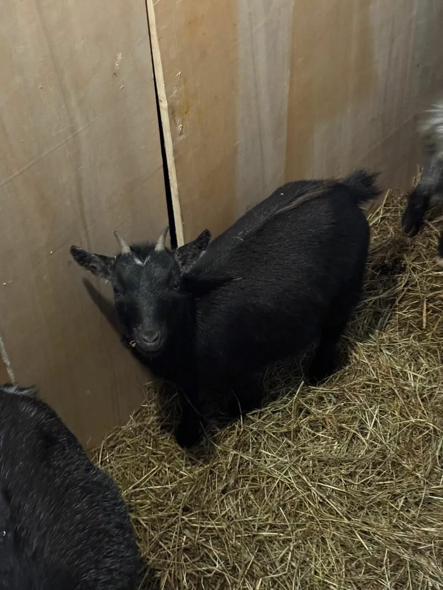 Miniature Pygmy Goat - Image 1