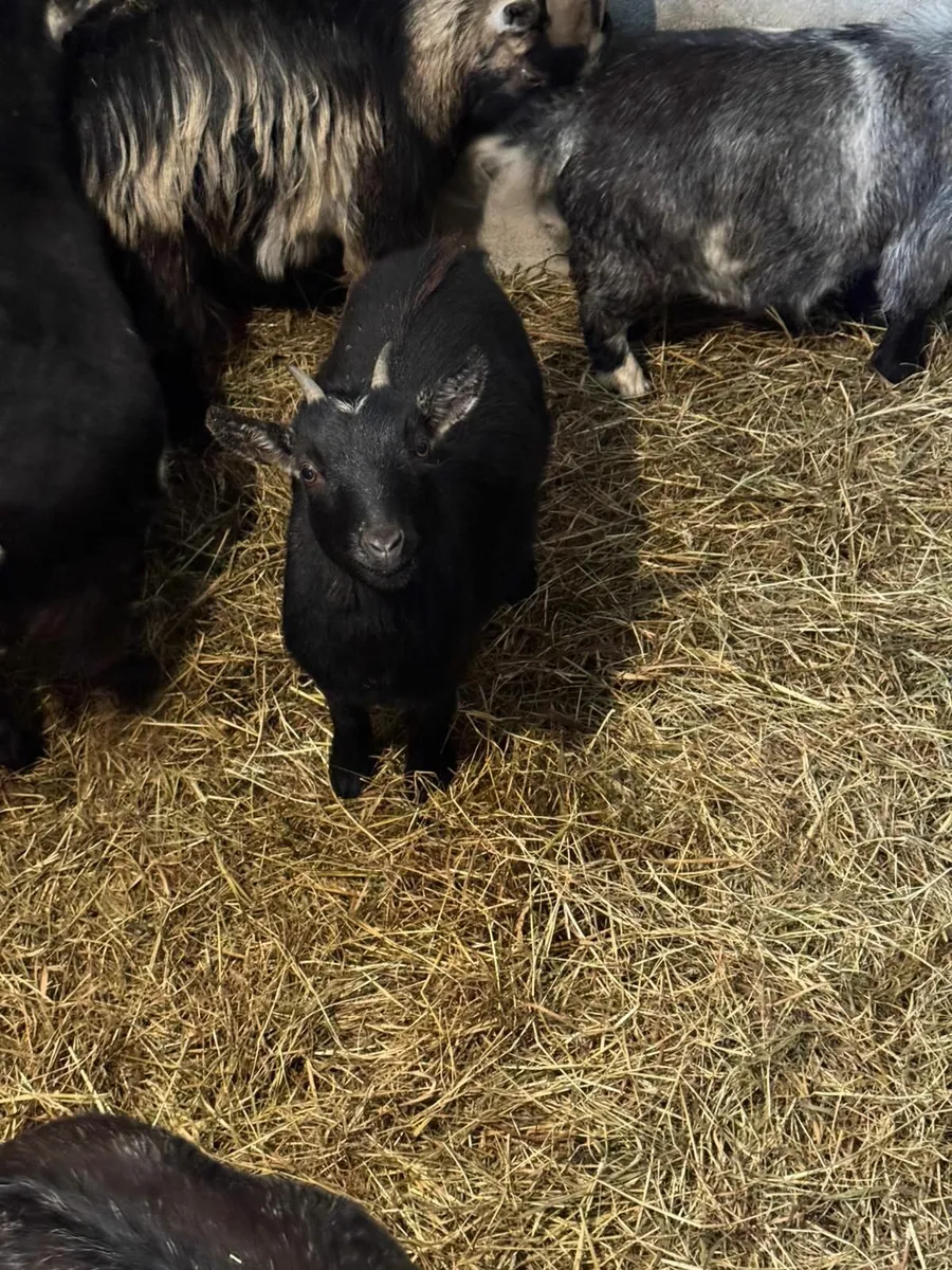Miniature Pygmy Goat - Image 3