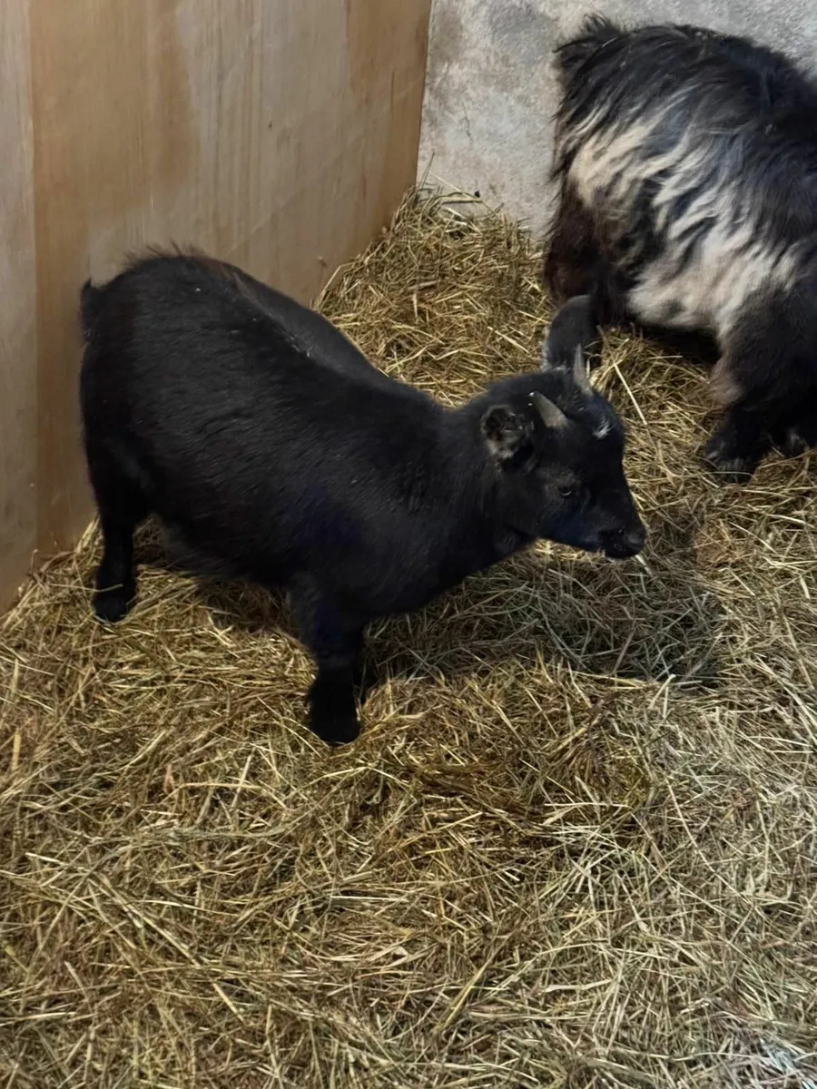 Miniature Pygmy Goat - Image 4