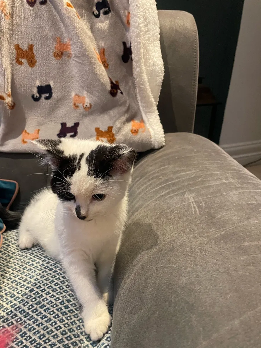 Kitten - Image 3
