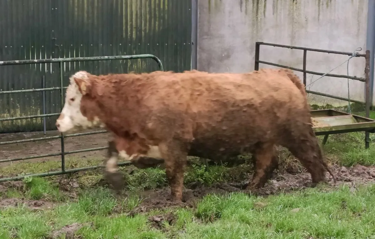In Calf Heifer - Image 1