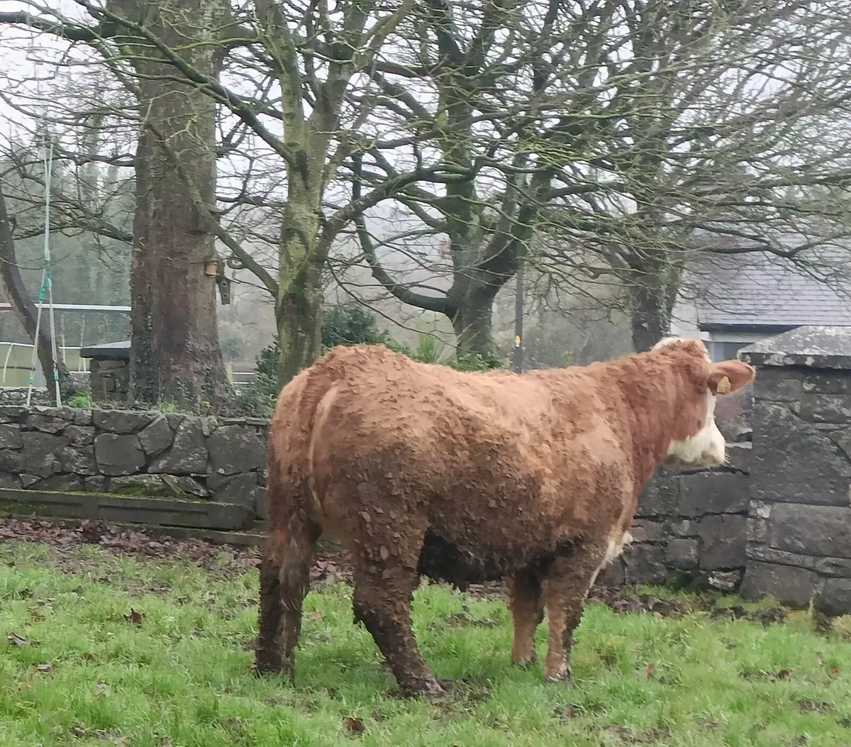 In Calf Heifer - Image 2