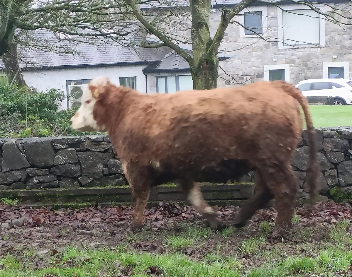 In Calf Heifer - Image 3