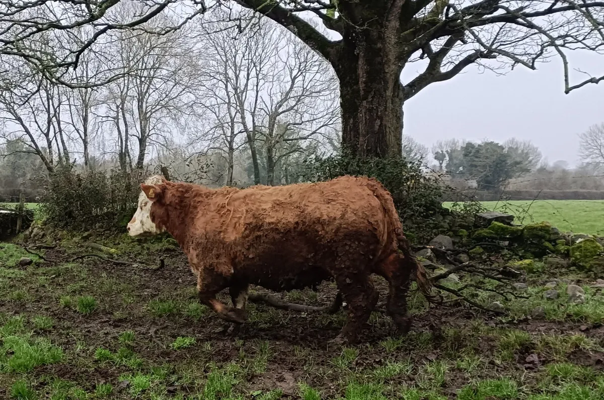 In Calf Heifer - Image 4