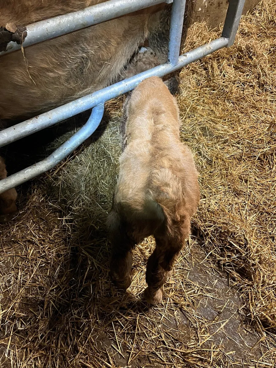 Organic Suck Calf - Image 1