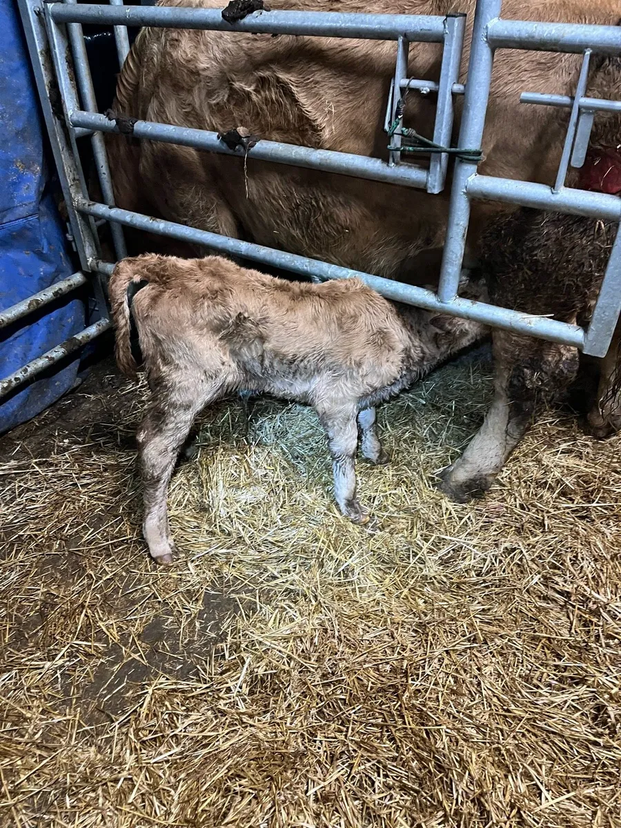 Organic Suck Calf - Image 2