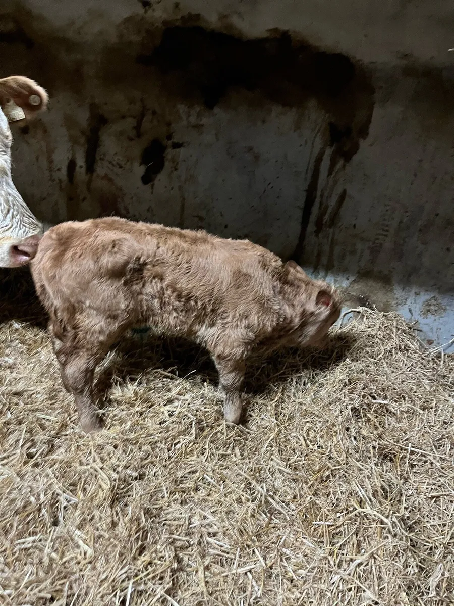 Organic Suck Calf - Image 3