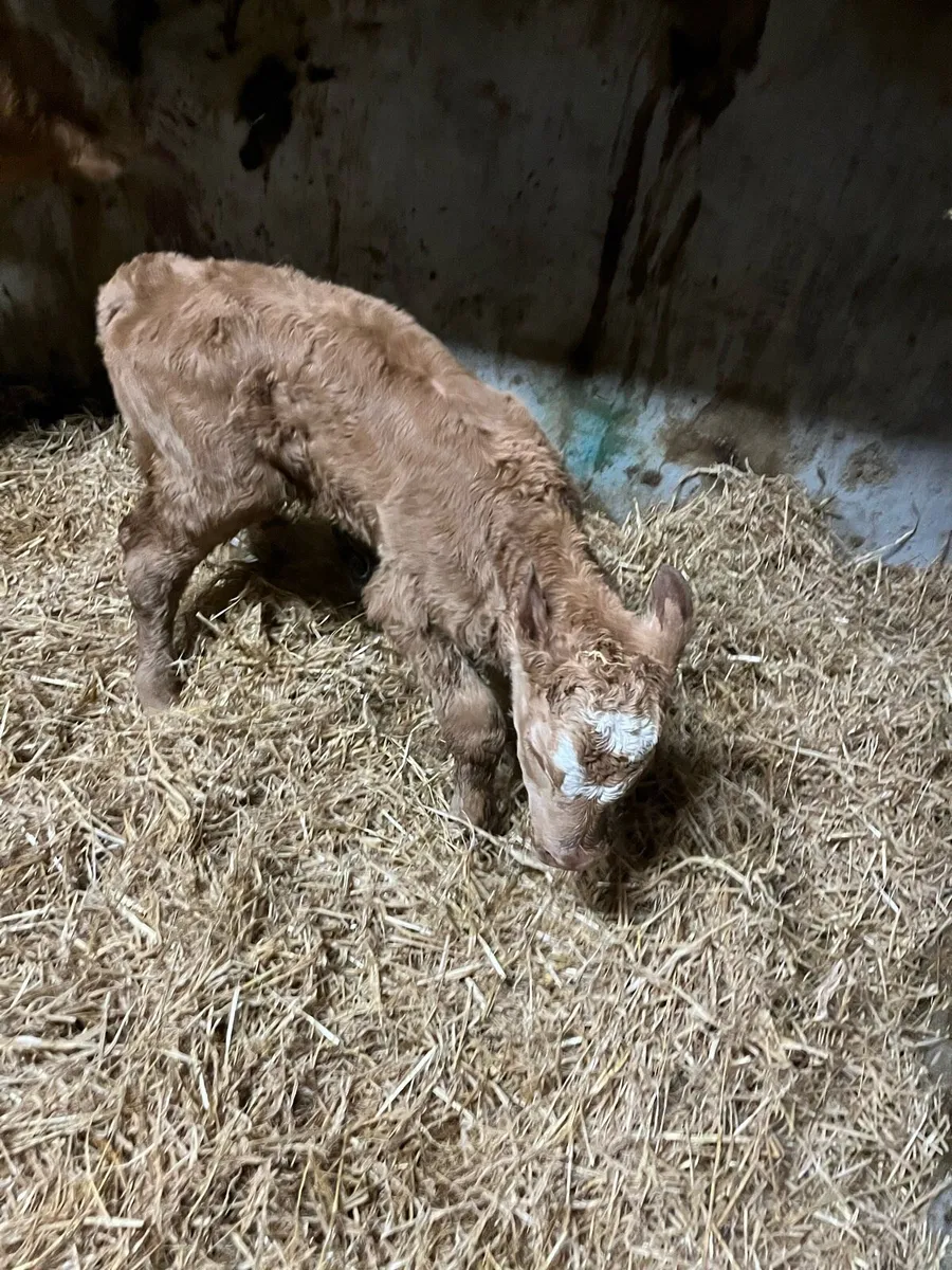 Organic Suck Calf - Image 4