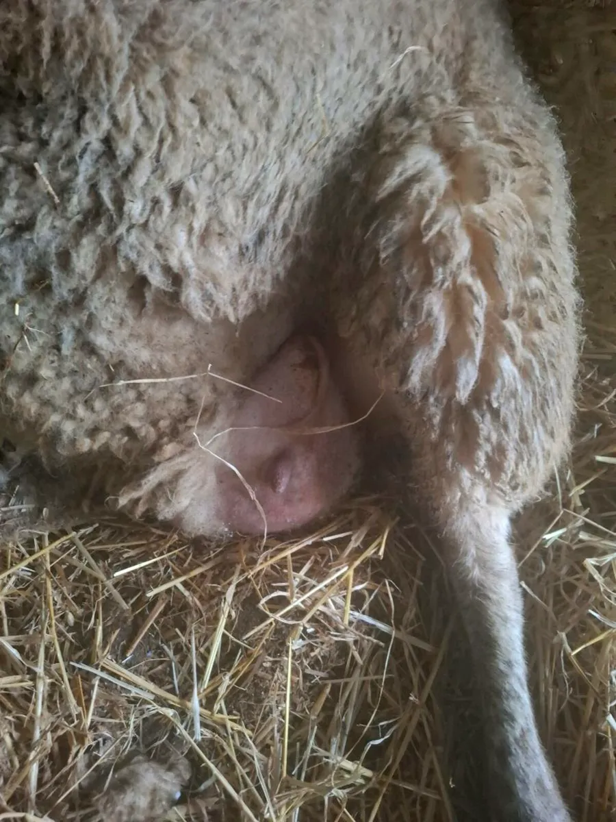 Foster ewe - Image 1