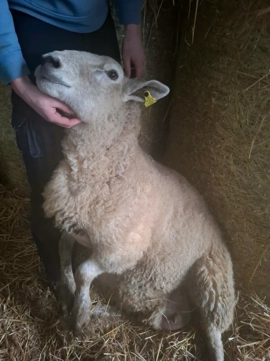 Foster ewe - Image 2