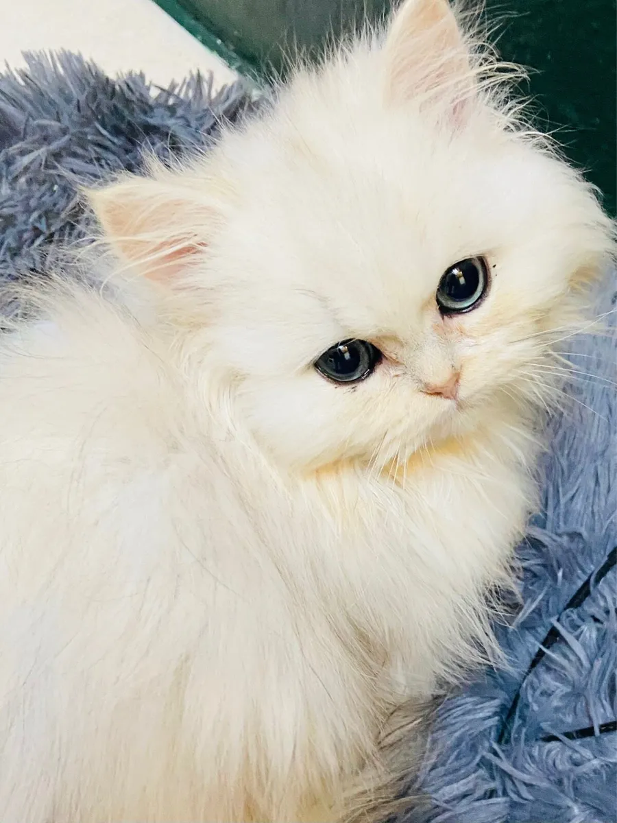 Chinchilla persian kittens last two remaining. - Image 4