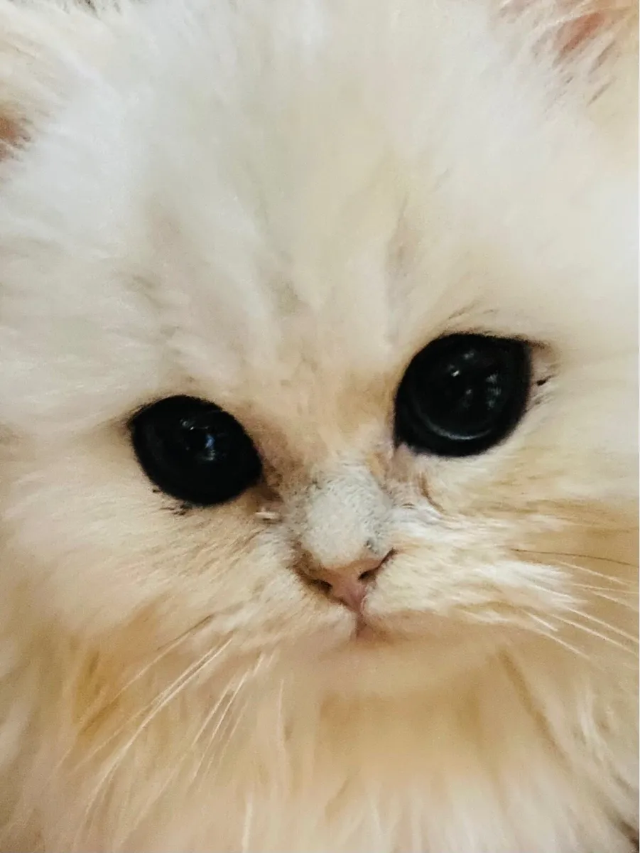Chinchilla persian kittens last two remaining. - Image 1