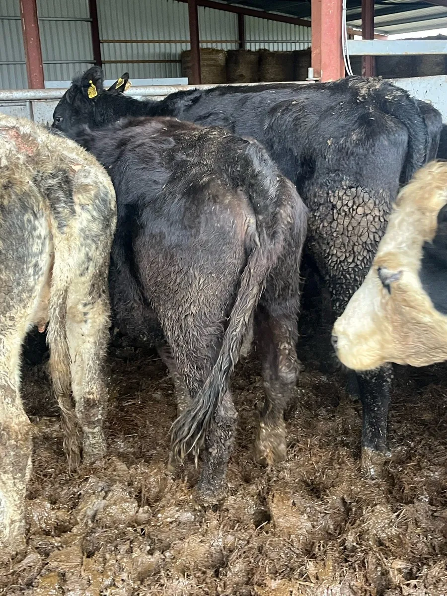 🌟🌟SUCKLER HERD 🌟🌟 - Image 1