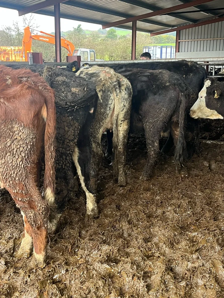 🌟🌟SUCKLER HERD 🌟🌟 - Image 2