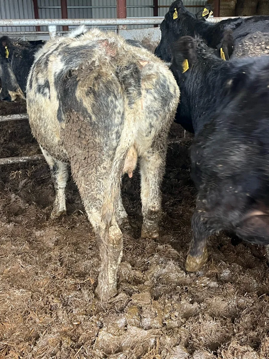 🌟🌟SUCKLER HERD 🌟🌟 - Image 3