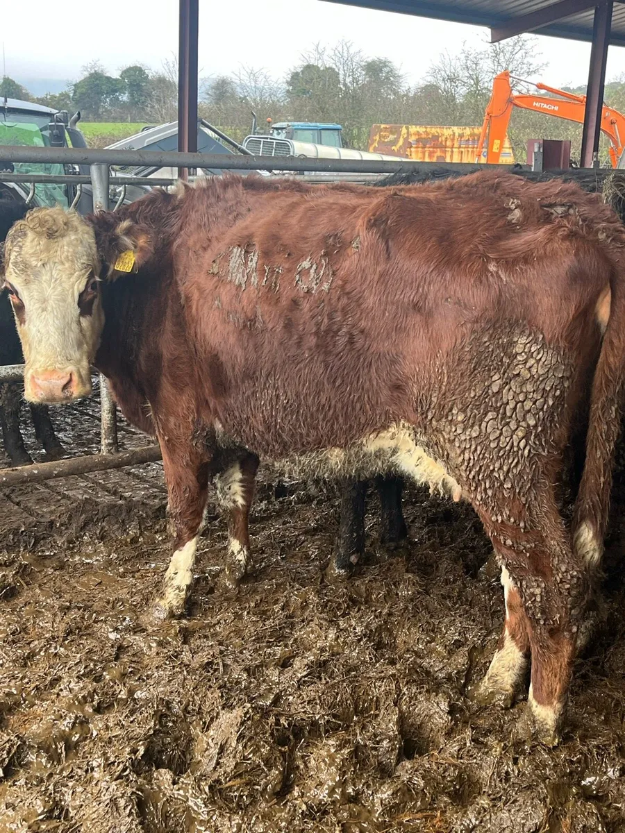 🌟🌟SUCKLER HERD 🌟🌟 - Image 4