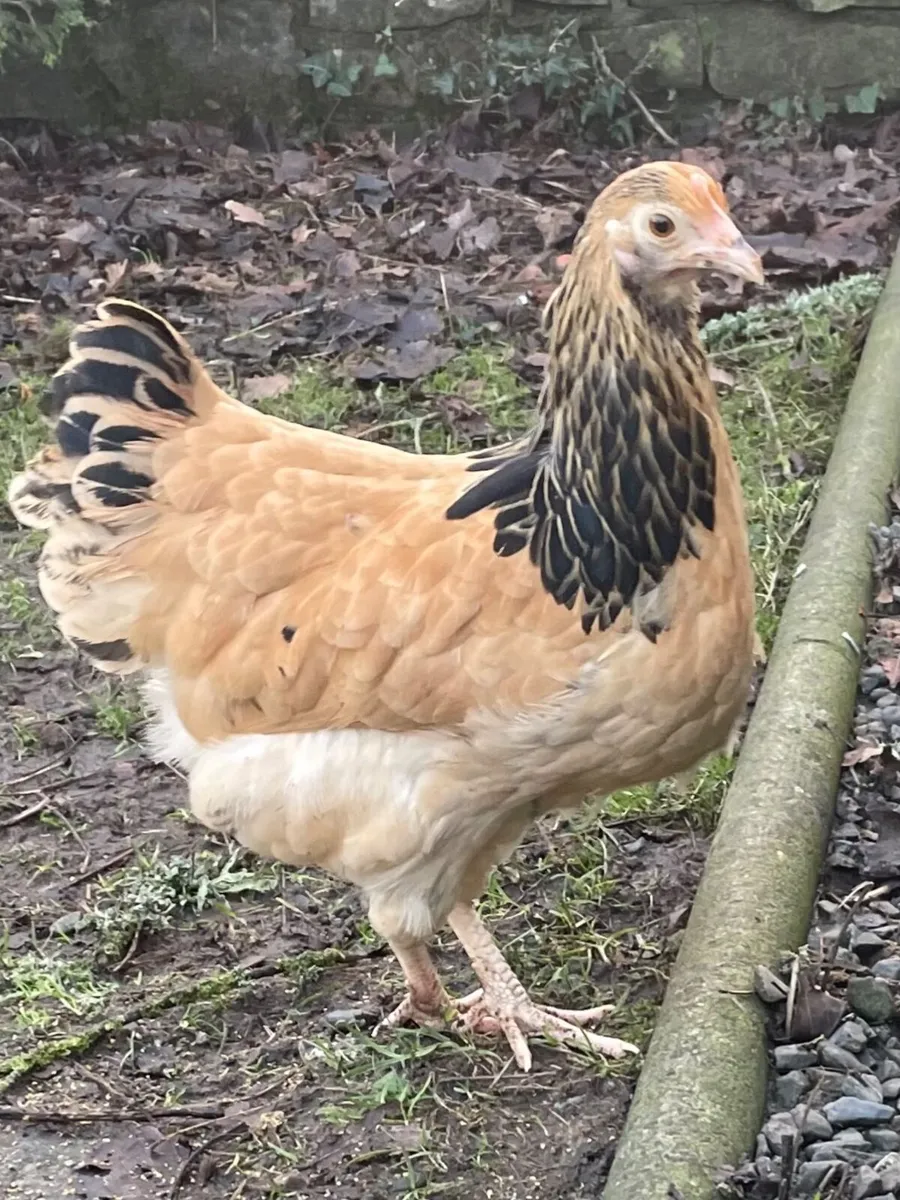 Bantam Light Susex / Buff Sussex - Image 2